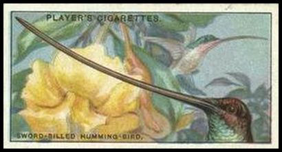 26 The Sword billed Humming Bird